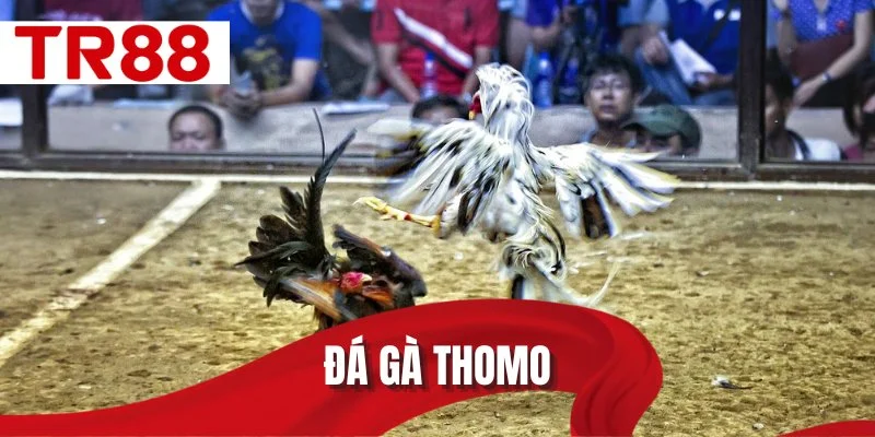 Đá gà Thomo